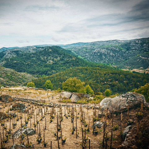 Comando G Rozas 1er Cru 2021