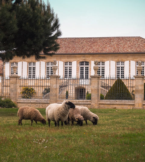 BORDEAUX PIONEERS